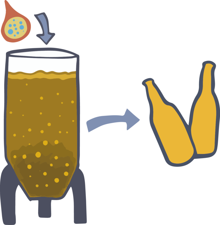 Brewing beer with encapsulated yeast