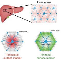 3D cell-based hollow liver capsules for drug screening assays