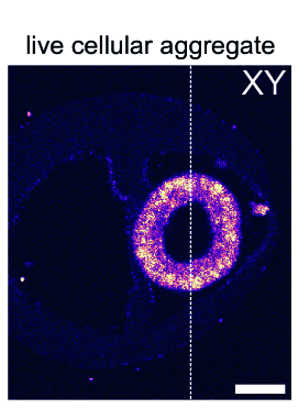 NEW PUBLICATION IN BIOMEDICAL OPTICS EXPRESS